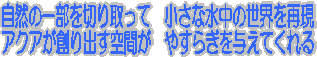 �A�N�A����